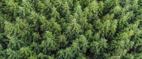 Seguros de recursos naturais &ndash; investindo na infraestrutura natural